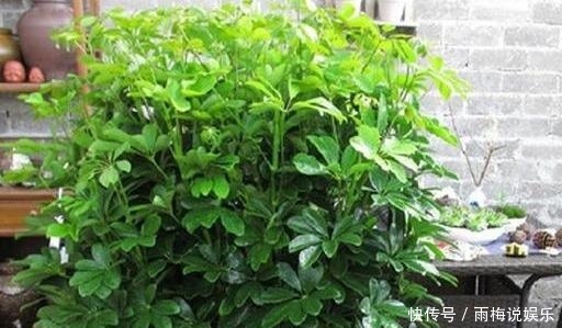 绿植|买来的盆栽掉叶子,抓紧剪一刀,新芽冒不停,叶子能多出5倍