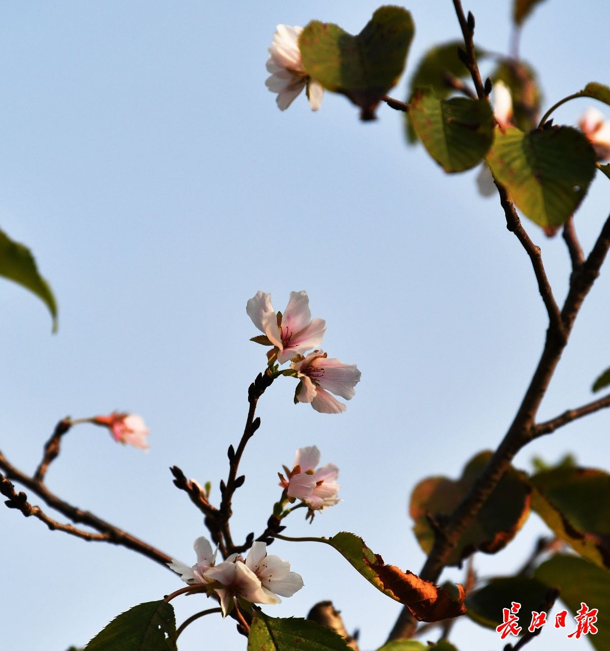 樱花|桃花、樱花、梅花齐开放？专家这样说