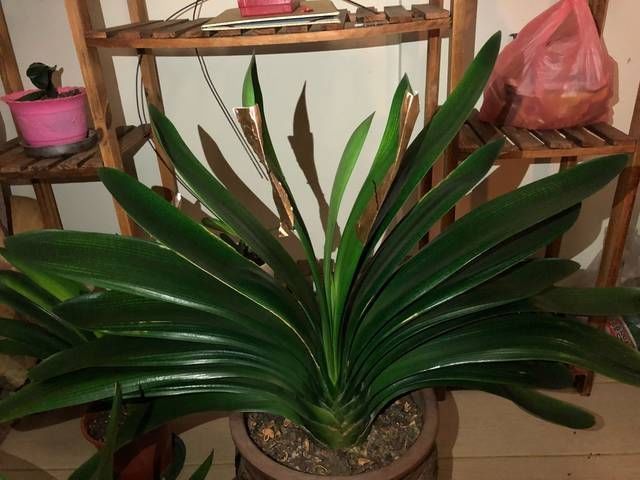 君子兰长出抽屉叶怎么办直接用刀割成开裆裤恢复吧