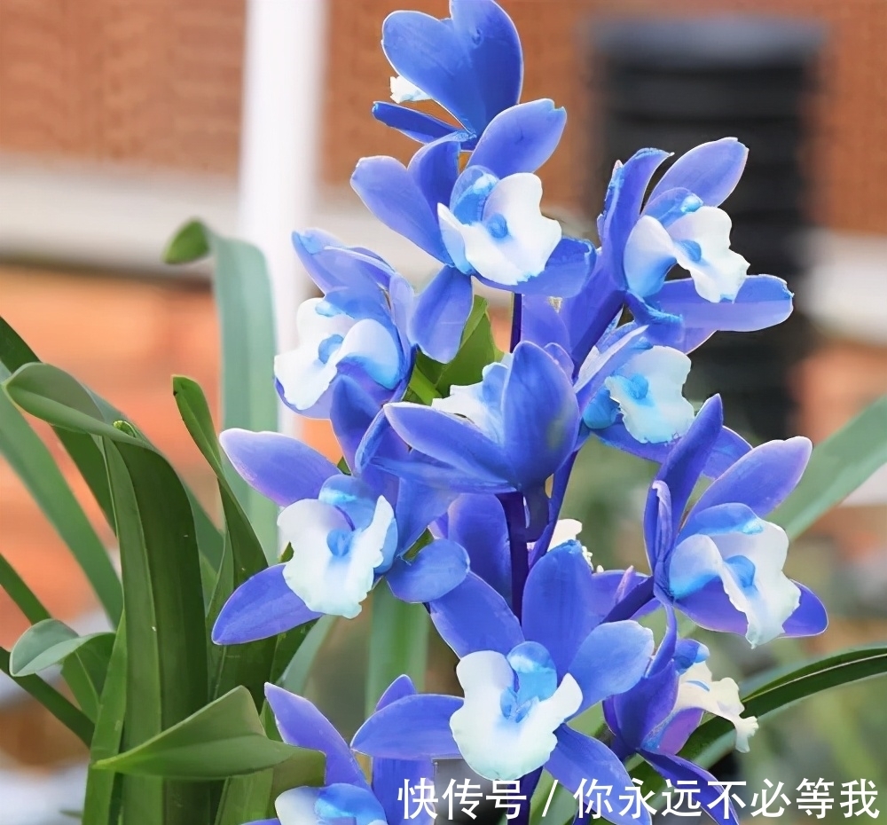 爱兰|这款罕见兰花,突然就火了,被誉为是最美兰花,遇到别错过