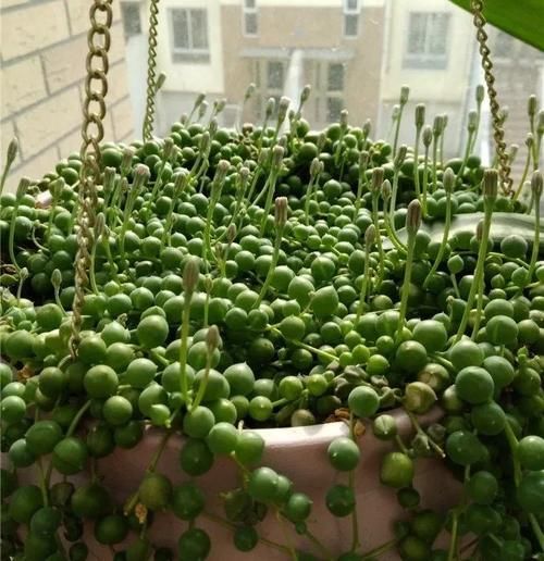 多肉“佛珠”这样养，圆鼓鼓很可爱，几个月挤满花盆