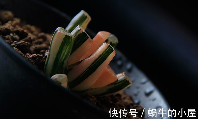 市价值为4万的多肉长什么样儿，感觉都快成精了