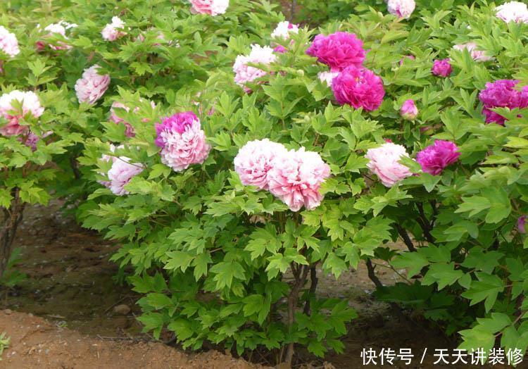 植株|这些“漂亮花”,夏天赶紧剪,剪得越狠,开花越多,剪错了没花看