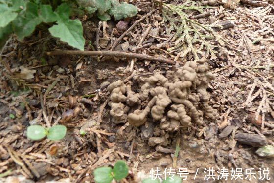 养花用“黄豆肥”臭味浓踏青捡点“万能肥”,无臭味、养啥都旺