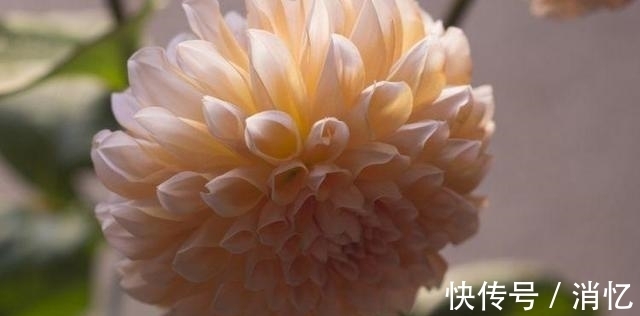 金牛座|近期，喜鹊落枝头，桃花蜂拥而至，魅力无限，捕获真爱的4大星座