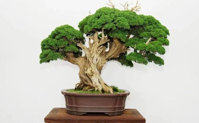 要点|苗木进行扦插繁殖时,记住扦插的要点,繁殖成活率高