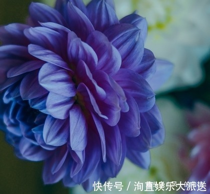 慷慨|此花颜色多姿多彩,被墨西哥尊为国花,象征着慷慨无私的品质