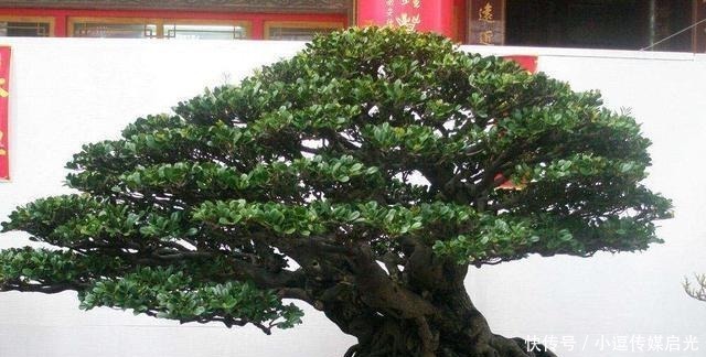 盆景分“大小”,这6种盆景越“小”越值钱,有果子价值翻倍!