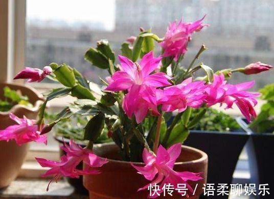 阳台养花,2种“姐妹花”一开就是“小花海”,花开一茬接一茬