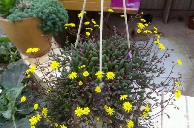 6种花最适合春天“扦插”,7-10天就生根,好活,长得快!