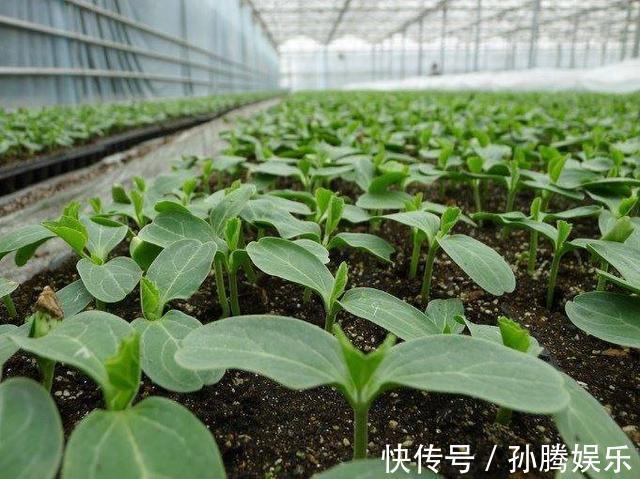 天然“有机肥”可以养花，花儿蹭蹭长新芽，花苞窜真有生机！