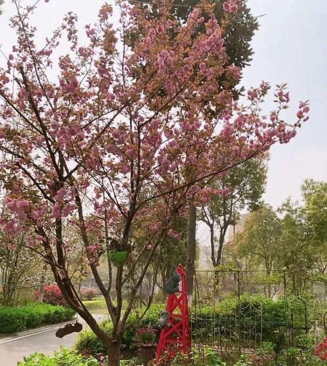 有了30平方的小院，能将日子过成了诗简单而精致，优雅而从容