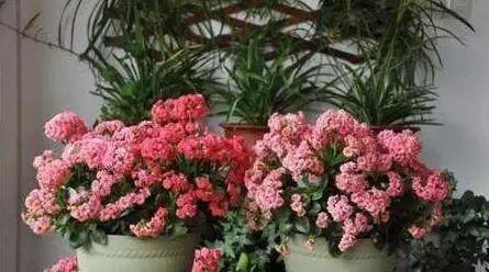 元旦节|想要养好长寿花,盆里7天加点“它”,呼呼冒花芽,一个劲开花!