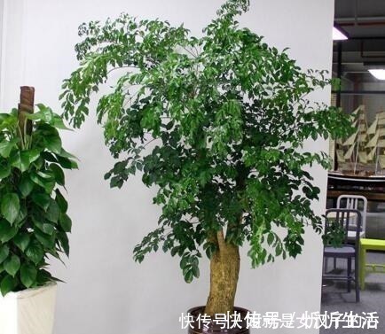 家里养棵上2棵树，旺财还镇宅，可别再说“家里”不能养树了！