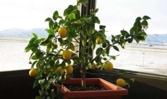 有“3种果核”不要扔,留下一点栽盆里,7天就发芽,来年结果旺盛