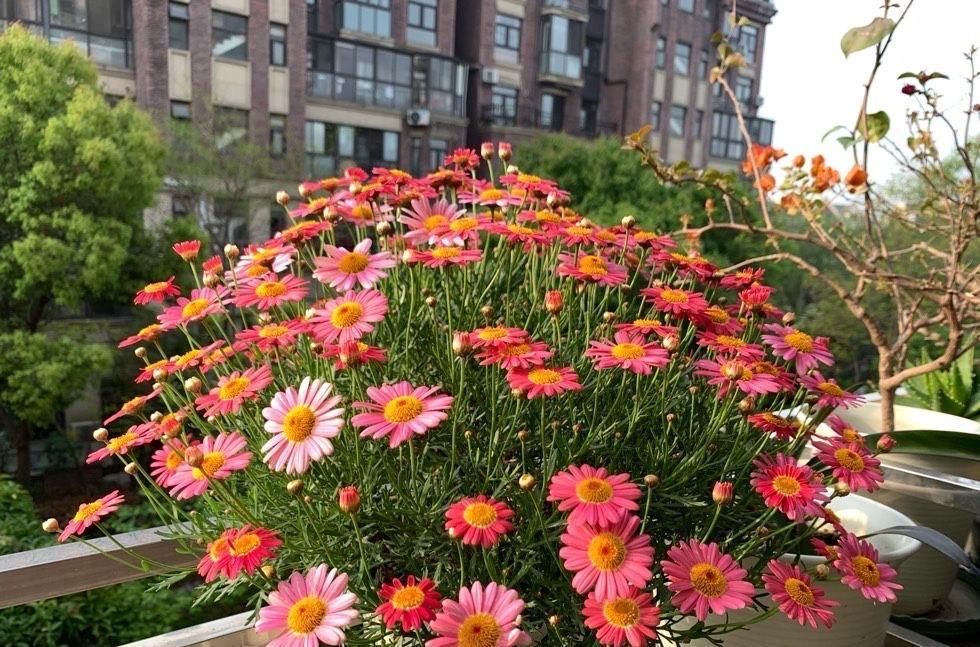 窗台|好养的3种开花机器,小阳台小露台小花园都可以养,越开花越多