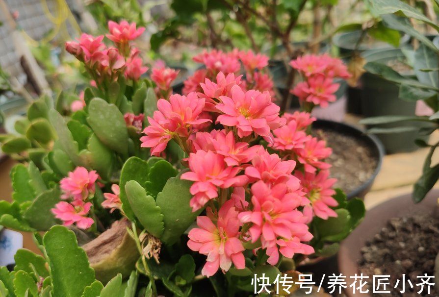 秋季3种花要补肥,但不是用促花肥,要合理施肥,才能开花爆盆