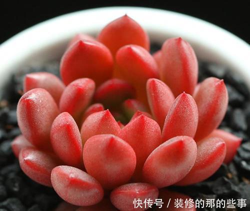 出状态|养了2年的多肉红宝石,一盆全是红艳叶子,人人见了都夸美!