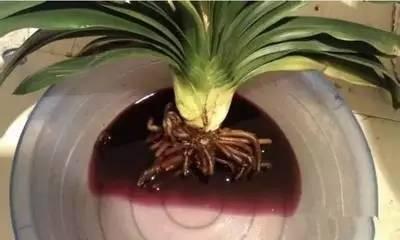 植物|快死的花卉这样做，能轻松起死回生！