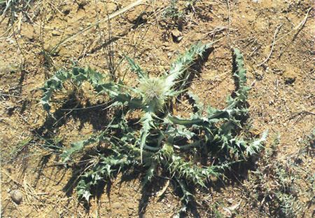 虎头兰|农民山上挖了一株野草,回家后,儿子赶紧带他到派出所自首