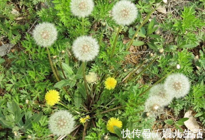 湿毒|老中医的祖传秘方此物泡水喝，不出7天，排光体内湿毒