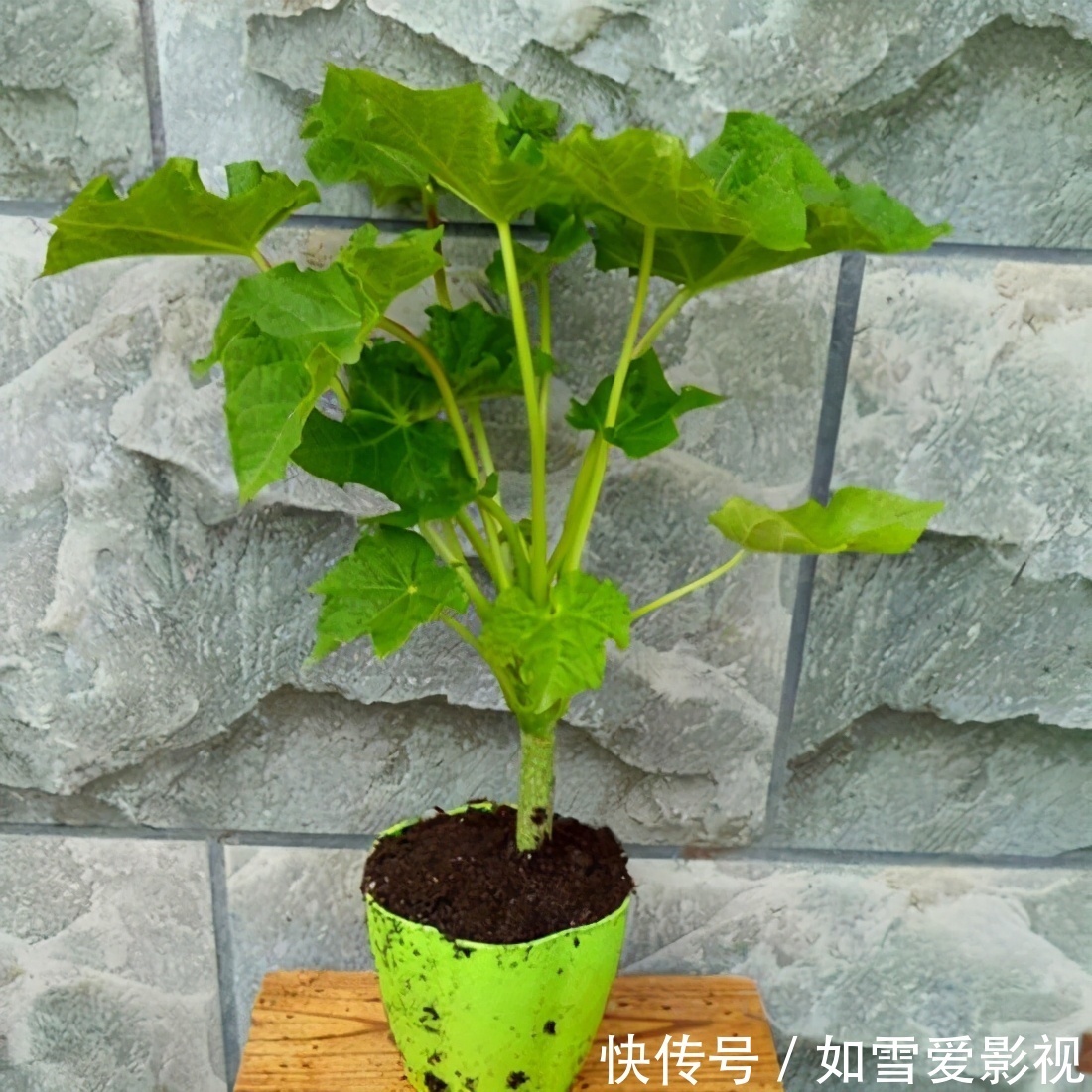 植株|养这几种花太省事了,放在阳台晒太阳,少浇水还能开花