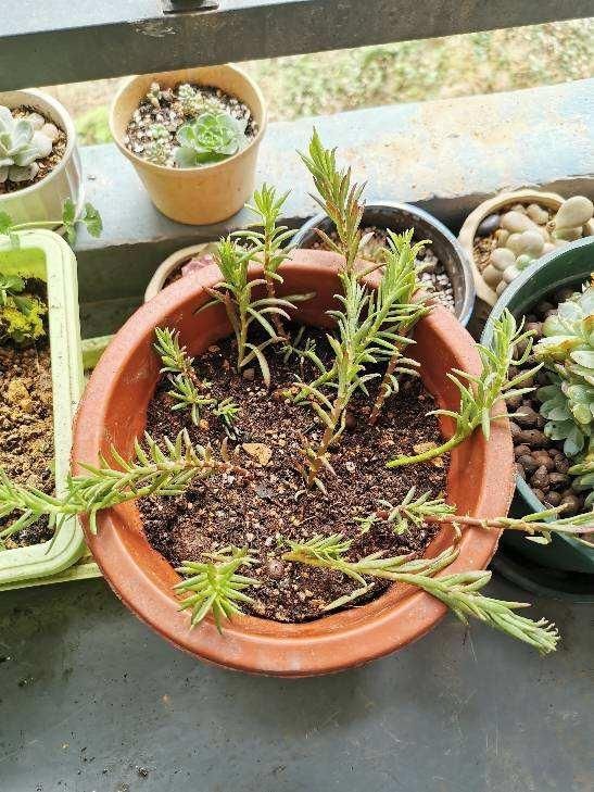 太阳花枝条|只用叶子也能扦插,这花把叶子剁5段,插到土里就能长成5盆花