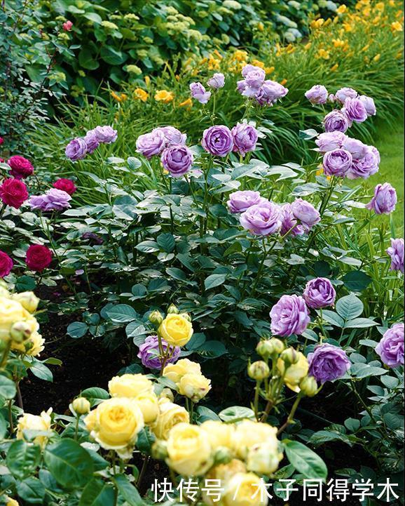 阳台养月季,就要“高颜值”,好养又泼辣,花期超长,花量大