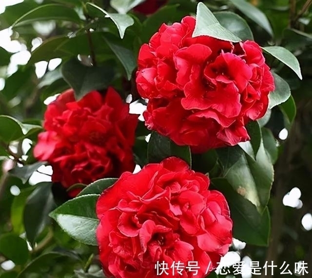 别只养月季了,此花比牡丹还美,芳香四溢还好养