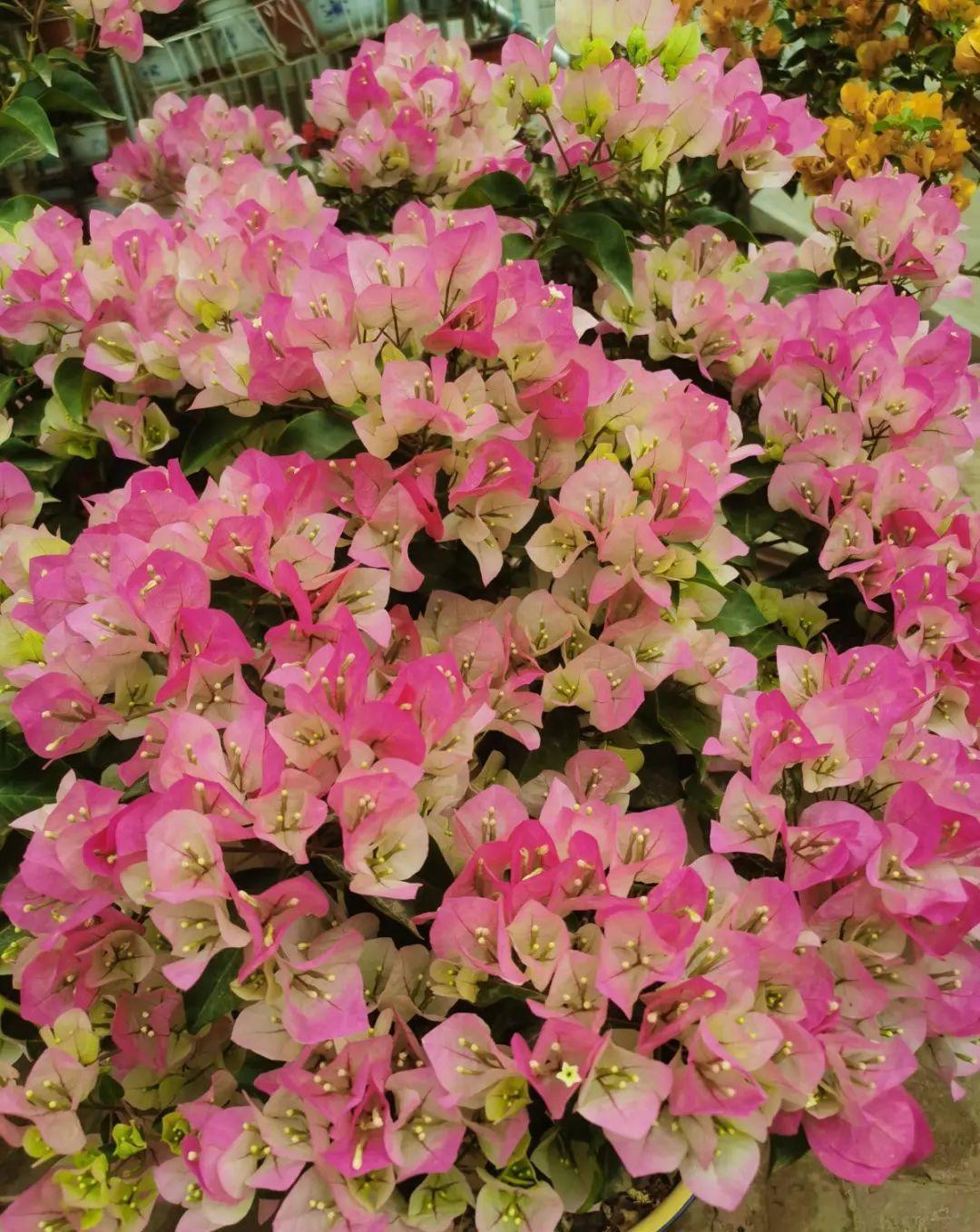 风雨兰|从养花大神家,偷来3个爆花技巧,快学,24小时后删