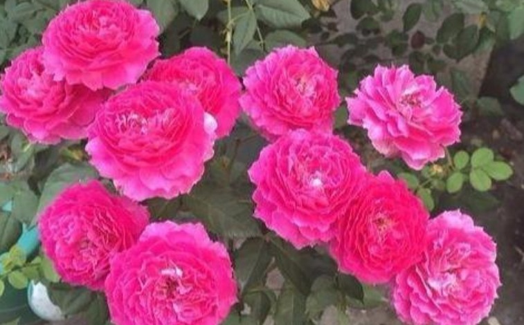 月季稀有品种之一,花色艳丽明亮,花香浓郁