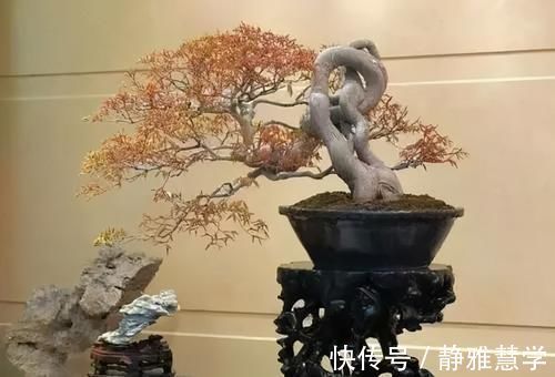 树种|盆景各式各样，叫法各有不同，基础的13种式样，你见过几种