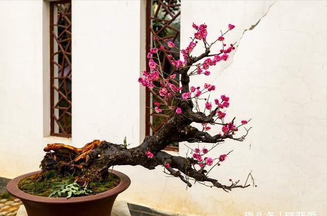 越养越金贵的“4种花”,能活上百年,老了就是“传家宝”