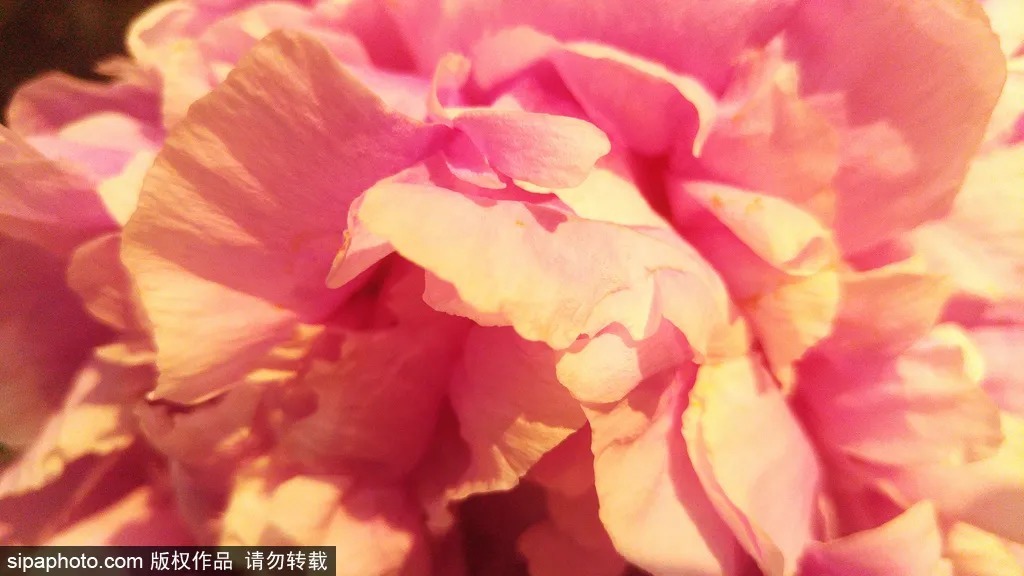 北京|绝美花海,北京房山这里的20万棵芍药花开得正艳!