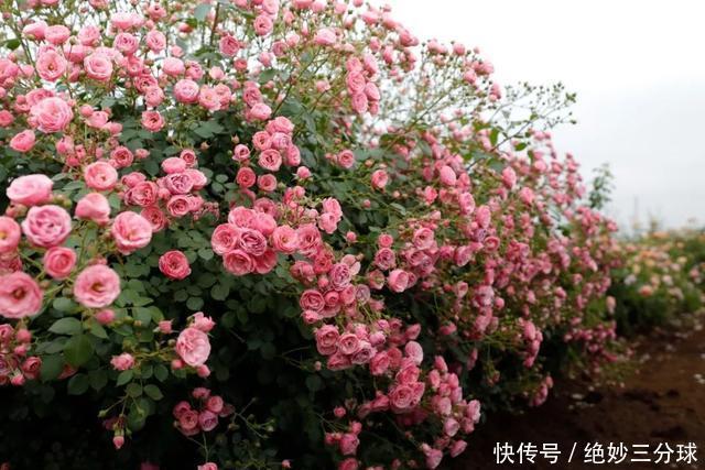 强烈推荐的这6款月季,颜值都巨高,喜欢月季的千万不要错过