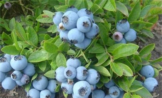 6种阳台水果盆栽,再忙也要养一盆,沾土就活,果实甜如蜜