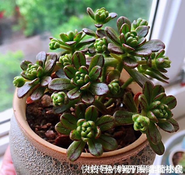 名字|被名字耽误的“三种花”,颜值高又皮实,放角落也能自己长