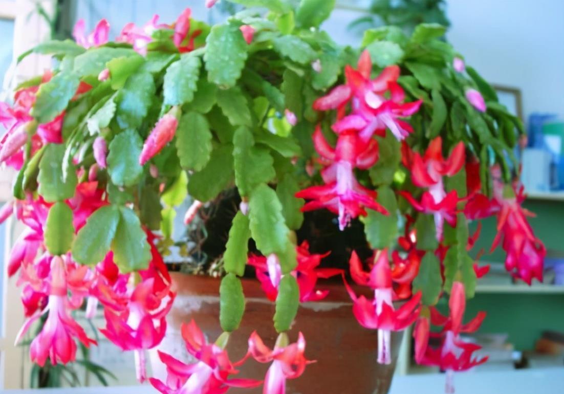 度夏|蟹爪兰掉叶子?2个“原因”解决好,叶子肥厚,度夏无压力