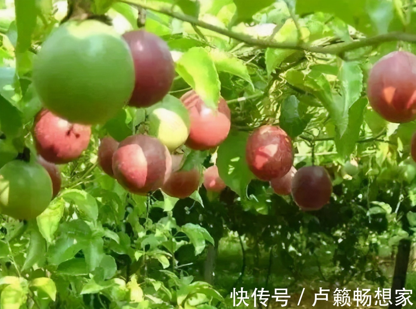 食物|想长寿全靠吃,不妨多吃3种食物,美容养生,好处多多