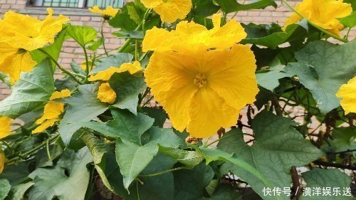 药食同源|丝瓜叶不要扔掉，城里卖15一斤！懂得人不多，记得告诉家人！