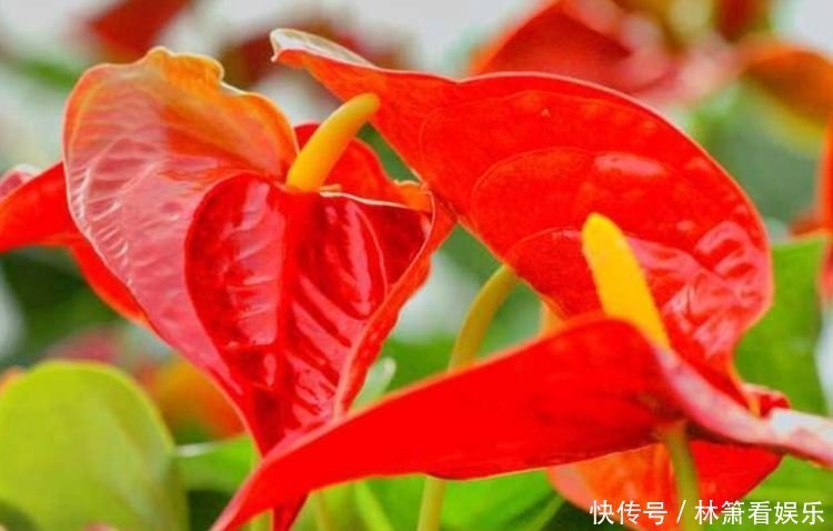 正月二十八,家里养上4种花,旺财又养人,养好了顺风顺水