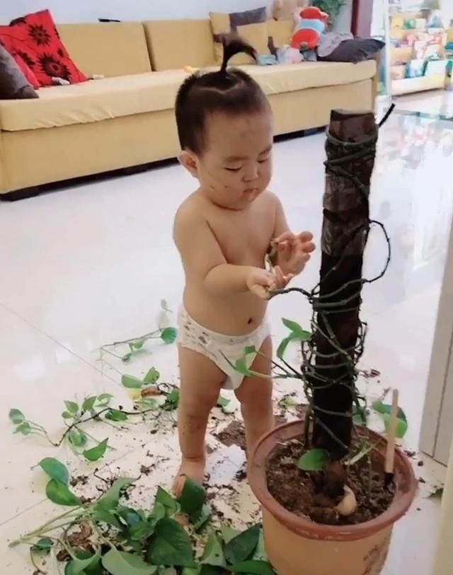 宝宝|奶奶做饭,宝宝趁机给家里的盆栽“做手术”,各忙各的,笑翻网友