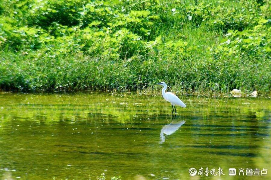 白鹭|9月15日最佳情报｜打卡济南玉符河！壹粉记录秋日小美好，恭喜