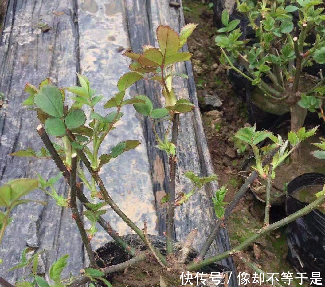 月季|月季缓苗——史上最全攻略！