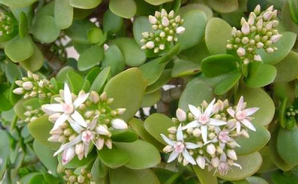 玉树不开花,“问题”就在这,做好几点,年年开满花