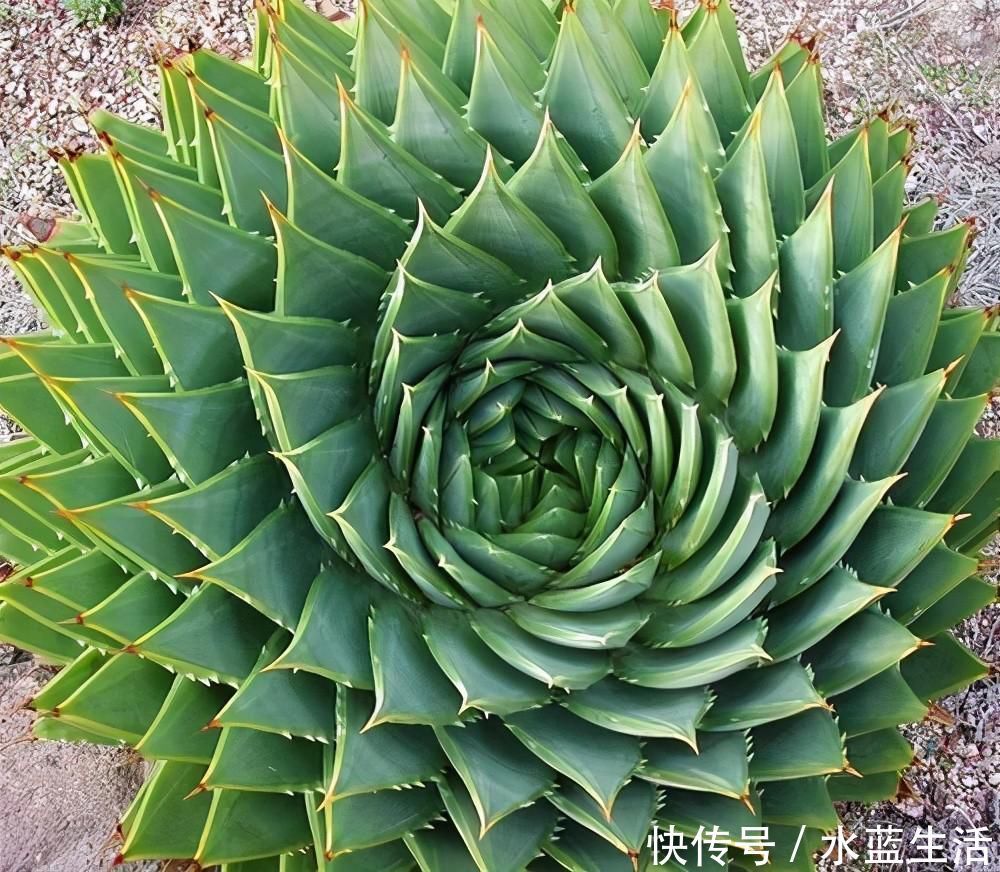 养护|4种高贵的多肉,很多人只听过名字,却没养过,直呼养不起