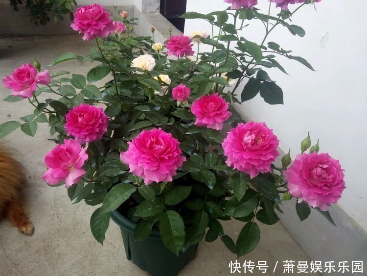 阳台上|家养4种旺运花,吉祥又喜庆,开花红红火火,旺财又旺运!