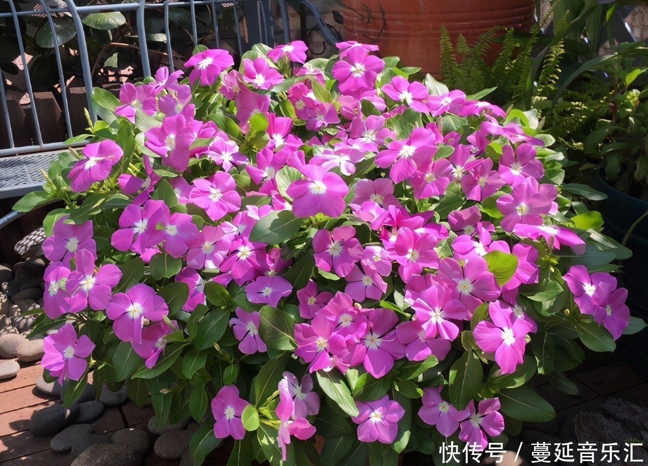 植物|3款花期长、开花就爆盆的植物,适合居家盆栽,好养又漂亮