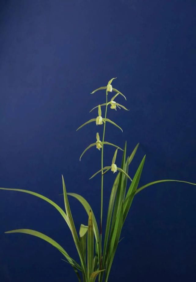 丸姬|日本寒兰欣赏