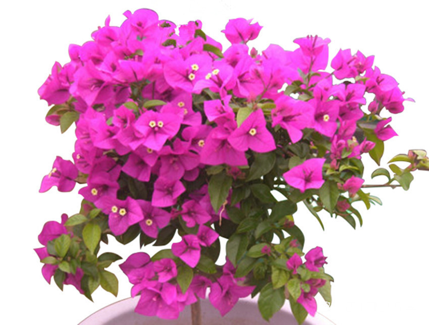 三角梅、长寿花开完花后简单一处理，花开满枝头，要不难开花